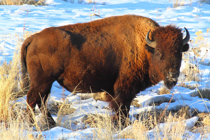 IMG_4130 Bison, Antelope Island State Park