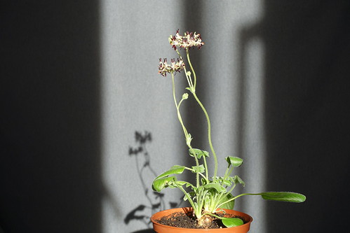Pelargonium auritum var. auritum