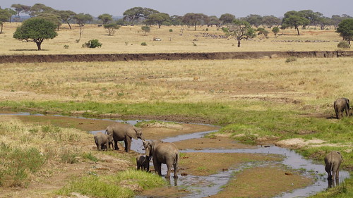 africa elephant animal tanzania wildlife sony august east safari zanzibar ilca77m2