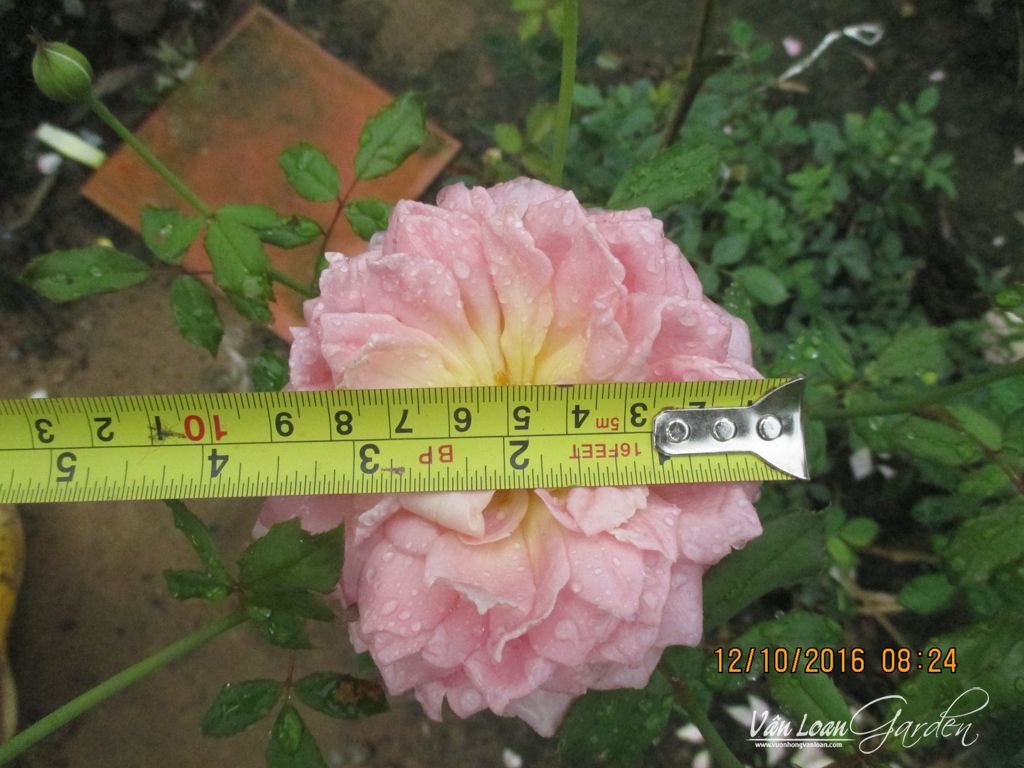 Jubilee Celebration Rose có đường kính hoa khá lớn từ 8-12cm
