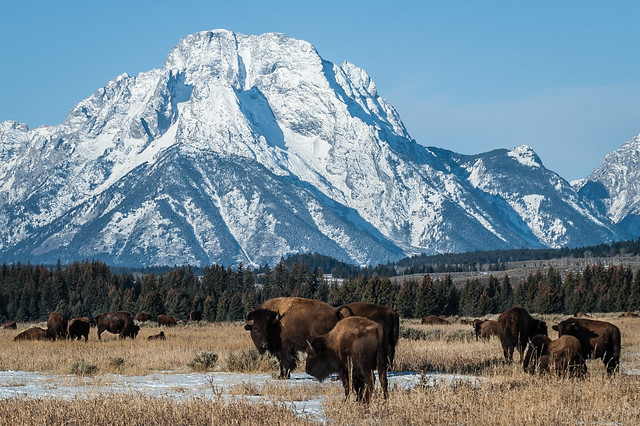 Field of Bison