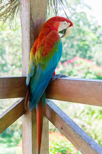 southamerica animals ecuador parrot napo pappagallo animali ara ec