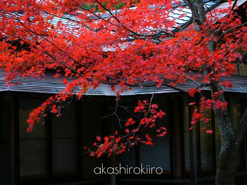 autumn japan japanesemaple aomori hachinohe 紅葉 青森 茶室 モミジ 八戸