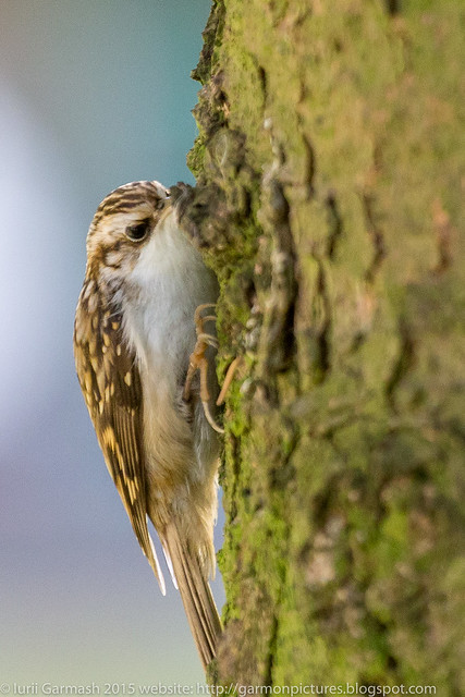 Treecreeper during a fall walk in the park