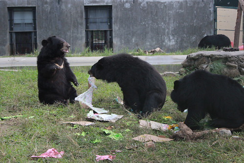 Bears excitedly open Christmas presents
