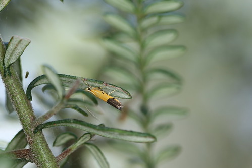 december australia lepidoptera nsw merimbula 2015 lecithoceridae crocanthes micradelpha