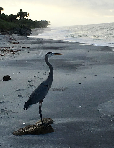 bird beach heron sunrise florida gulfcoast