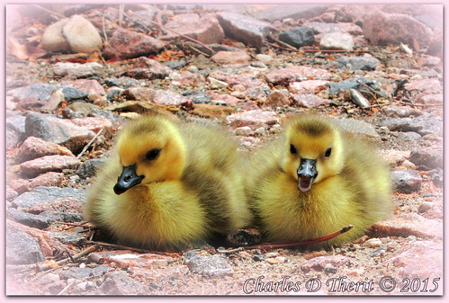 1200s 26mm babies birds canadageese canon chicks colorado coloradosprings cute dayold daysold explore explored f59 geese happy iso80 bokeh geo:lat=3893083779 geo:lon=10489145279 geotagged gleneyrie nature northamerica telephoto wildlife pinkrocks pointandshoot powershot powershots110 s110 unitedstates usa yellow animal best wonderful perfect fabulous great photo pic picture image photograph esplora