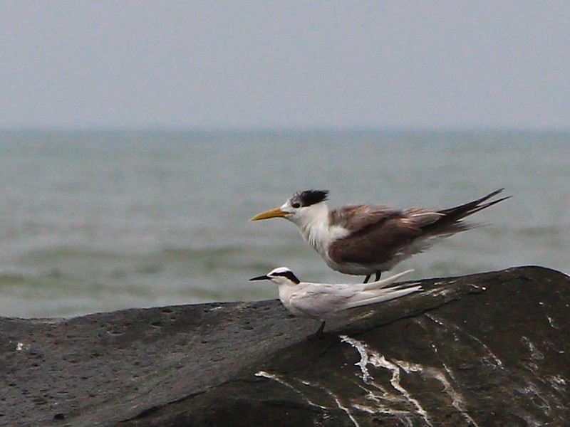 IMG_3457 鳳頭燕鷗與蒼燕鷗 Greater Crested Terns and Black-naped Tern