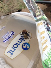 Carpenter Bee, fed sugar wAter, but was found again.