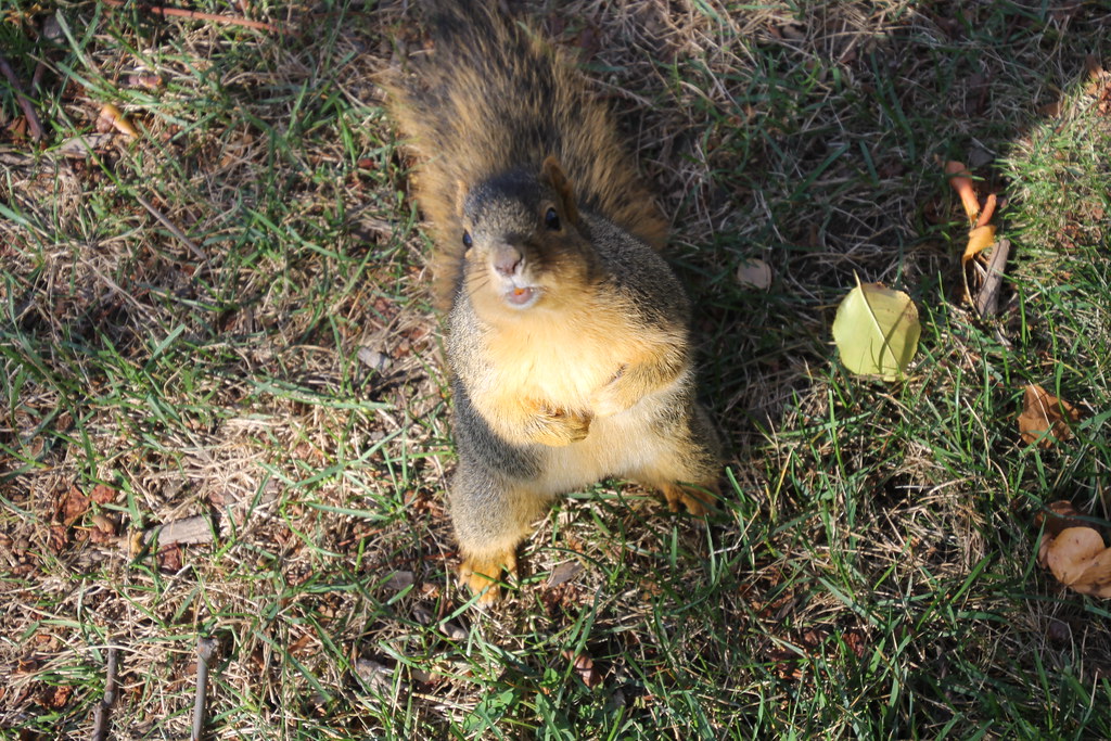 Autumn Squirrels at the University of Michigan (November 20, 2015)