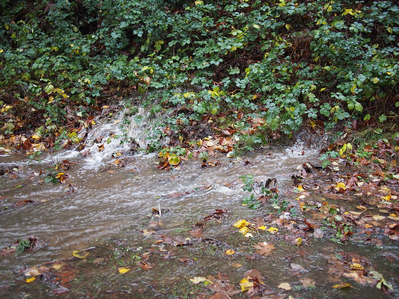 Flooded Issaquah–Preston Trail: Much of the trail acted as a creek bed with an inch of water flowing downhill with wet leaves causing pooling.  There were a couple places where creeks flowed across the trail, and there were places with 2–4 inches of flowing water.