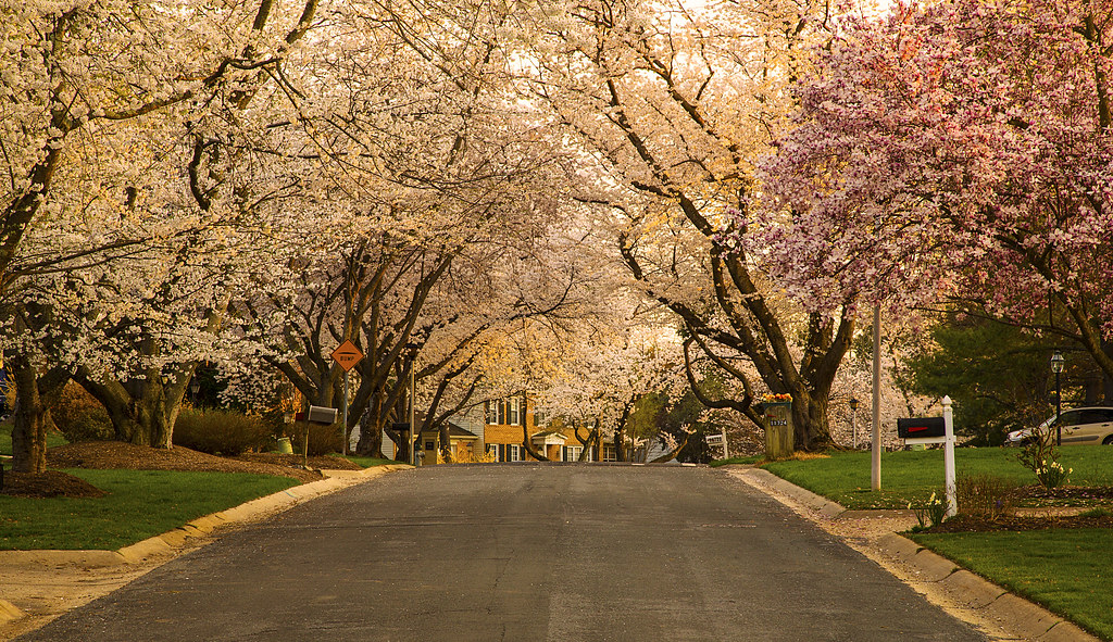 Spring in the Neighborhood