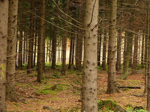 trees forest woodland germany deutschland bomen woods bos münsterland duitsland wildlifepark raesfeld panasonicdmcfz150 1250235 tiergartenschlossraesfeld