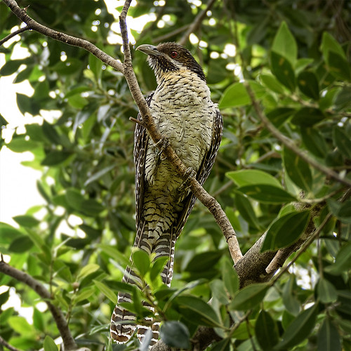 bird fauna alpha australianbird rainbird australianfauna easternkoel eudynamysorientalis pacifickoel nikond750 sigma150600mmf563dgoshsmsports cooeebird sigmatc140114xteleconverternik