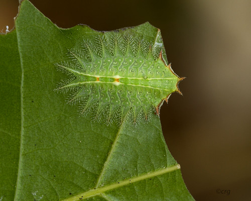 oak pennsylvania caterpillar bradfordcounty isatextula crownedslug