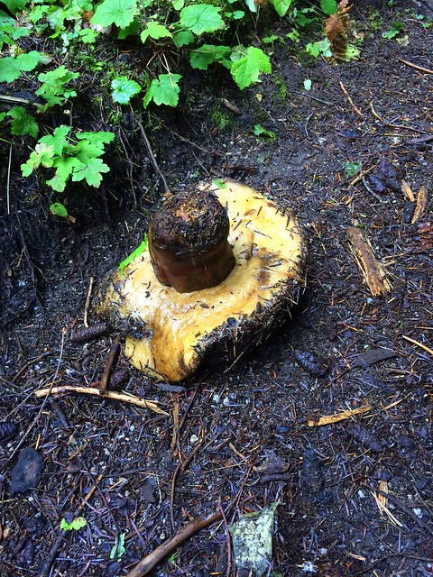 giant overturned mushroom