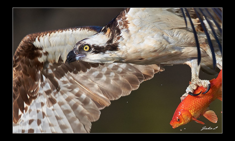 Osprey Closeup