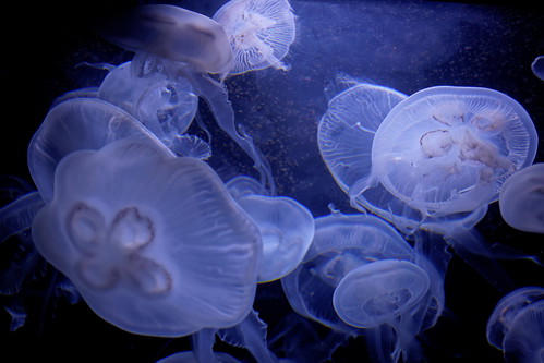 Berlin Aquarium: Moon Jellyfish