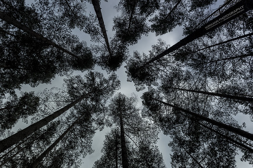 claustrophobic composition forest leadingin lines nature trees wideangle