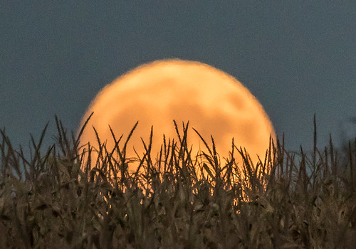 full moon lunar perigee close horizon farm corn stalks crop leaves tassels dusk dark