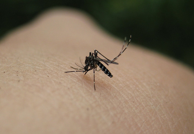 白線斑蚊。圖片來源：naturegirl 78。CC BY 2.0