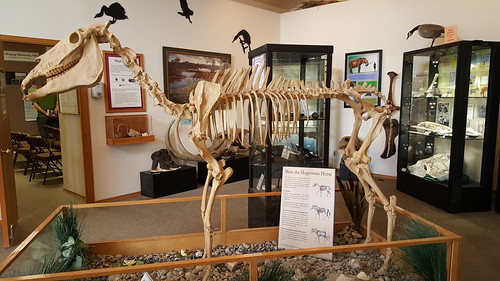 Fossil remains of the Hagerman Horse