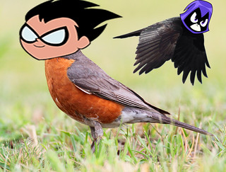 robin and raven