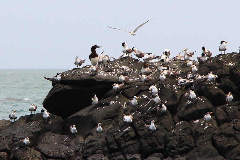 IMG_3046 鳳頭燕鷗 Greater Crested Tern
