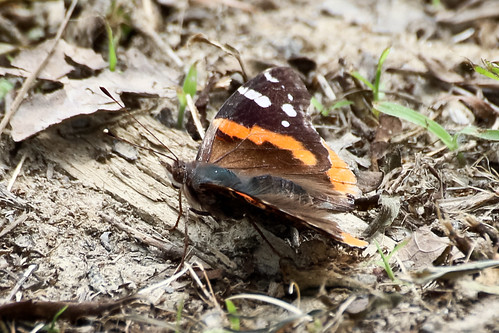 animal butterfly insect redadmiral vanessaatalanta graysonlakestatepark