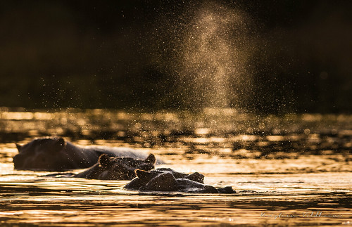 natur afrika uganda dyr murchisonfalls flodhest pattedyr østafrika nasjonalparker dyreneiafrika