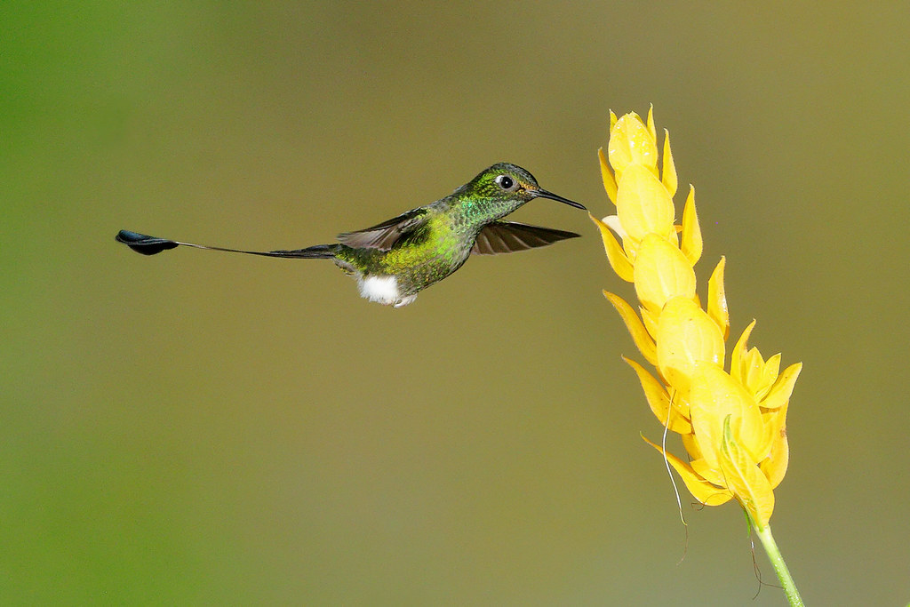 Booted Racket-tail (3282L)