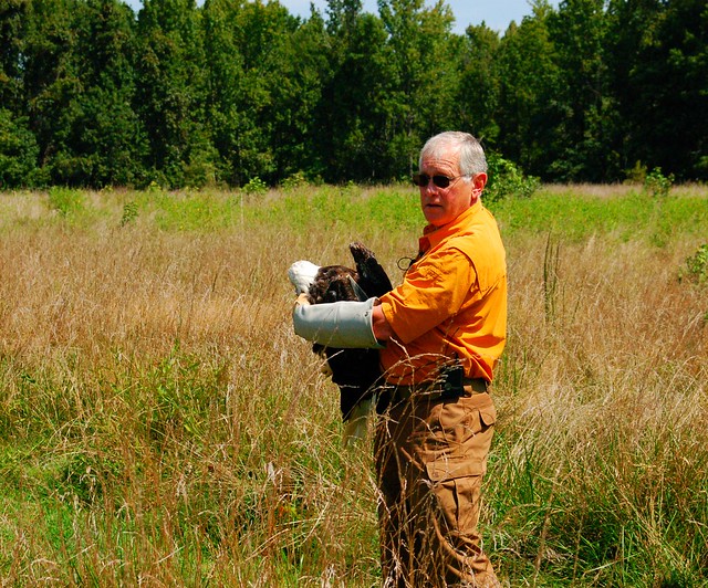 Ed Clark with eagle - Eagle Release at Widewater State Park, Virginia