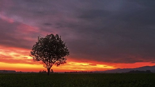 sky tree clouds sunrise landscape lumix austria österreich himmel wolken panasonic landschaft sonnenaufgang baum niederösterreich morgenrot loweraustria morgenstimmung morningmood fz150