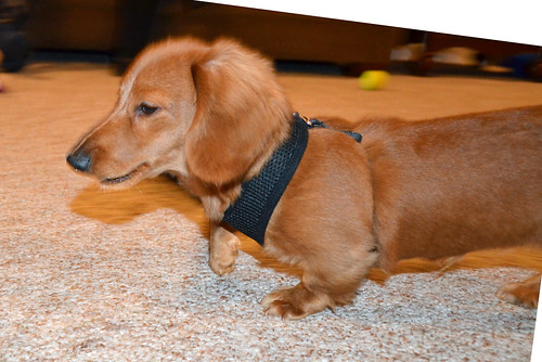 dog dogs animals puppy photography virginia photos young canine indoors va inside