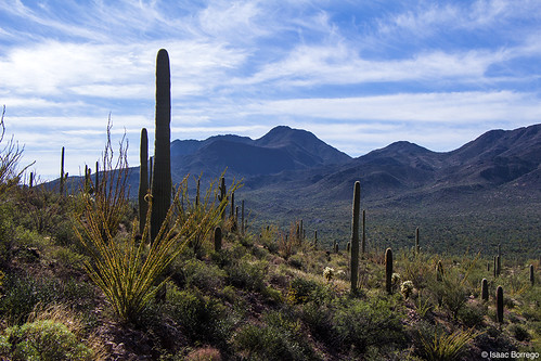 arizona cactus plants mountains desert tucson nationalmonument saguaros ironwoodforest silverbellmountains canonrebelt4i