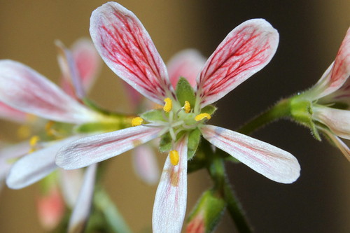 Pelargonium quarciticola
