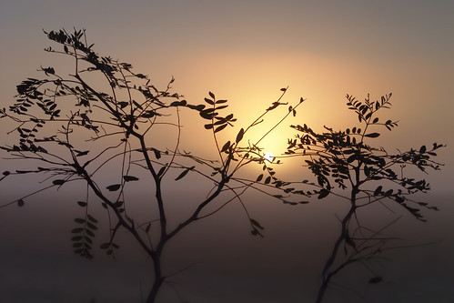 morning nature weather silhouette fog sunrise kansas cpimages billfalesphotographycom