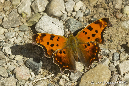ontario butterfly naturephotography macrophotography anglewing brushfoot skunksmisery lepidopterabutterfliesmoths middlesexco photographerjaycossey