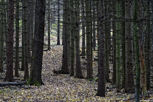 trees color fall leaves landscape nikon dusk pines beaverlake nikond810 woodss 200500mmf56