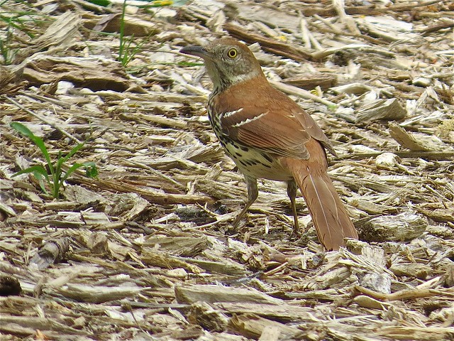 Brown Thrasher at Ewing Park in McLean County, IL 02