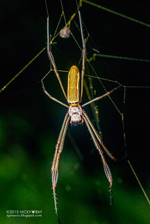 Golden orb web spider (Trichonephila clavipes) - DSC_0822