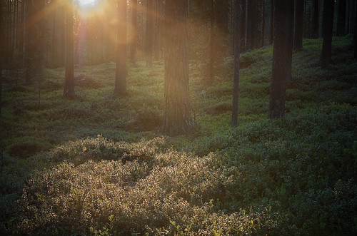 trees sunset sun backlight forest nikon d700 röjnoret mooraabacken