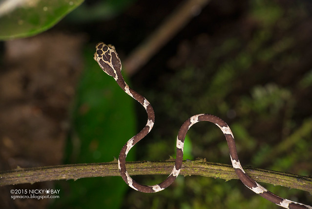 Blunthead tree snake (Imantodes cenchoa) - DSC_1367
