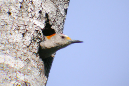 bird wildlife birding ornithology birdwatching oiseau texas2004 faune goldenfrontedwoodpecker ornithologie picàfrontdoré