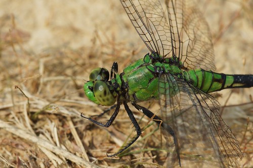 brown black macro green eyes dragonfly tan minolta100mmmacrolens
