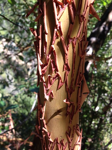 Madrone