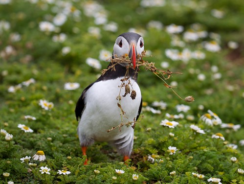 Puffin with nesting material.