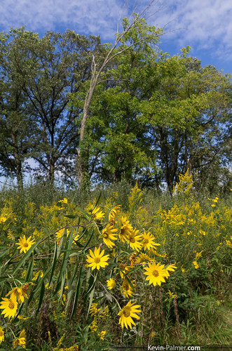 statepark morning blue autumn trees sky green fall yellow illinois september augusta wildflowers prairie blooming kevinpalmer tamron1750mmf28 sawtoothsunflower weinbergking pentaxk5