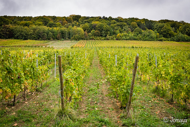 Bruley - Lucey : dans les vignes du Toulois